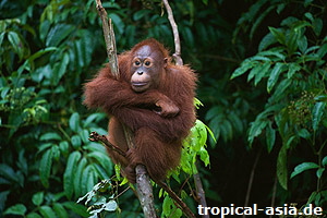 Sumatra-Orang Utan  UryadnikovS | Fotolia.com