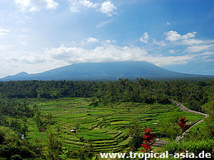 Bali Reisfelder und Vulkan  Yuum - Dreamstime.com