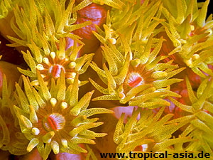 Orange Cup Coral  John Anderson | Dreamstime.com