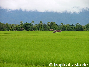 Reisfelder in Zentralthailand  tropical-travel.de